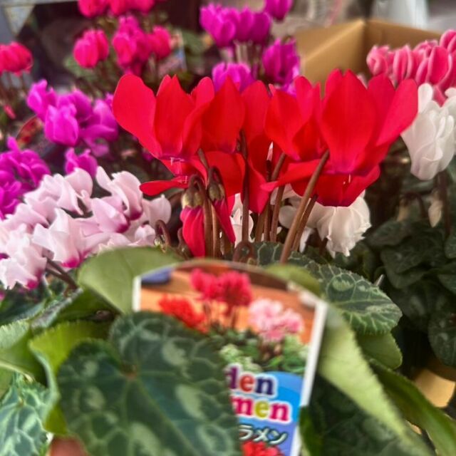 ガーデンシクラメン苗