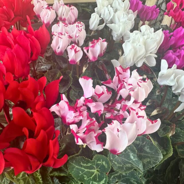 ガーデンシクラメン苗