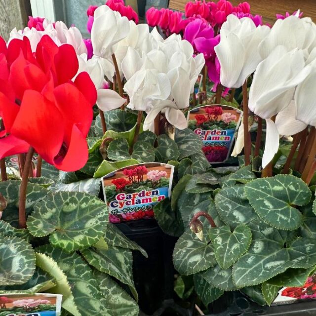 ガーデンシクラメン苗