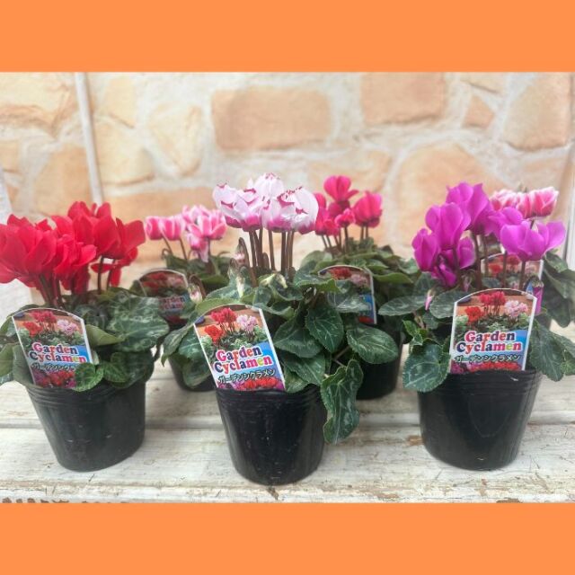 ガーデンシクラメン苗