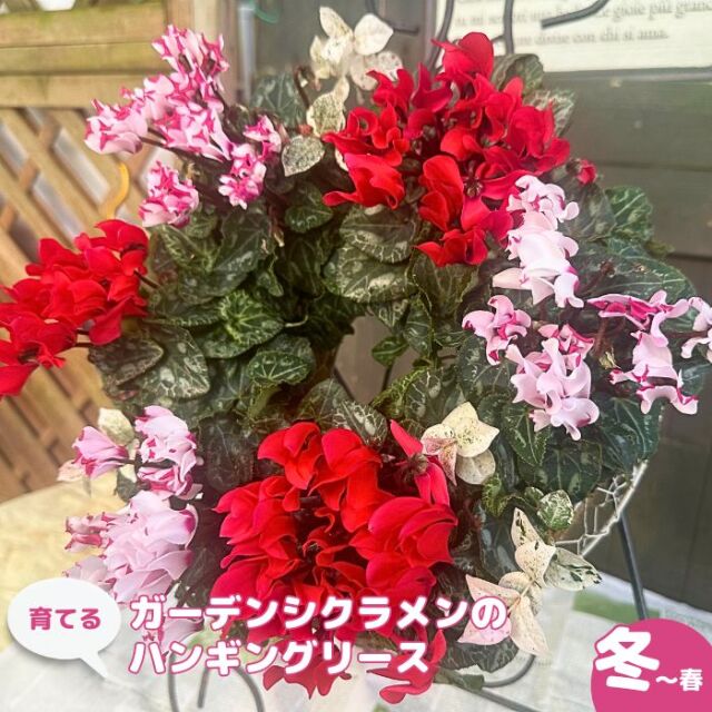 育てるガーデンシクラメンのハンギングリース