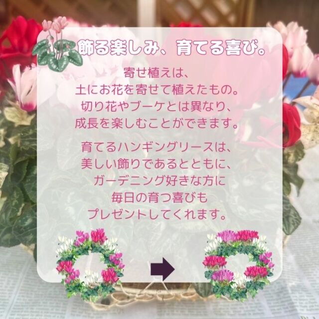 育てるガーデンシクラメンのハンギングリース