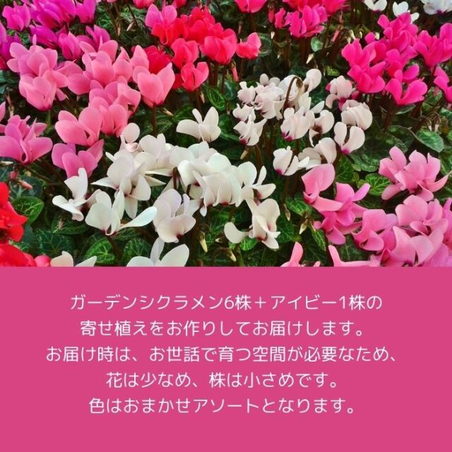 育てるガーデンシクラメンのハンギングリース