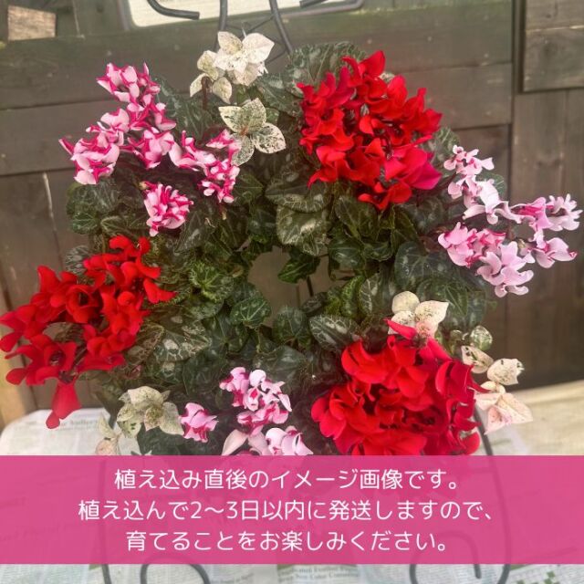 育てるガーデンシクラメンのハンギングリース