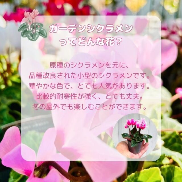 ガーデンシクラメンってどんな花？