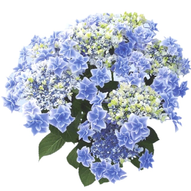 紫陽花　鉢植え 銀河
