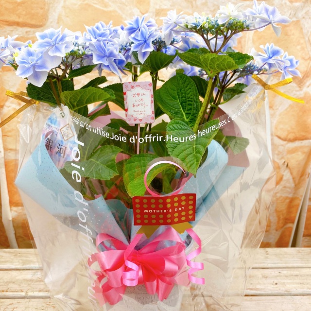 紫陽花　鉢植え 銀河