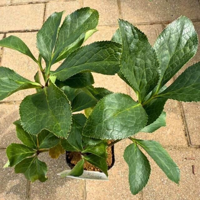 クリスマスローズ苗ゴールドネオンシェード3号