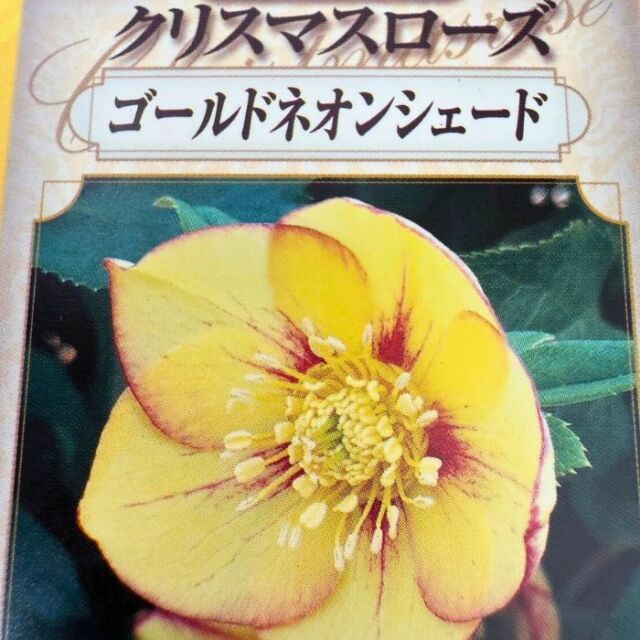 クリスマスローズ苗ゴールドネオンシェード3号