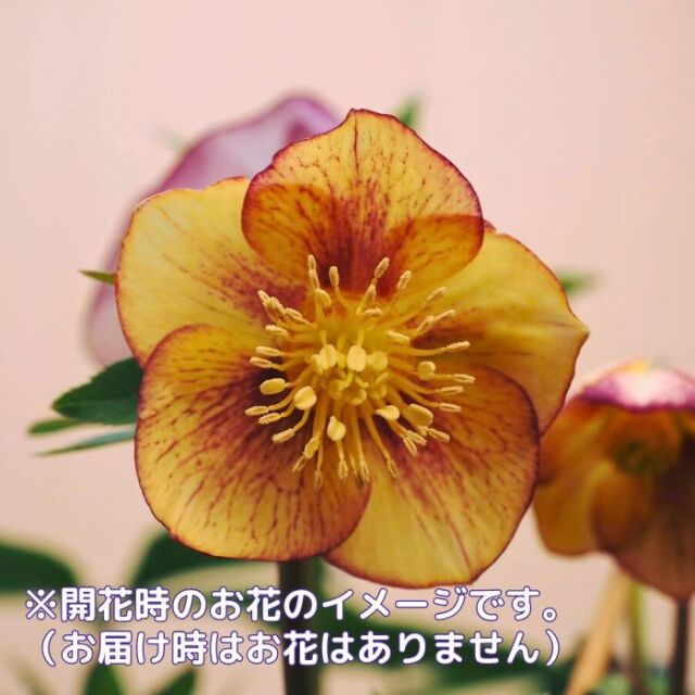 クリスマスローズ苗ゴールドネオンシェード3号