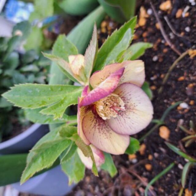 クリスマスローズ苗ゴールドネオンシェード3号