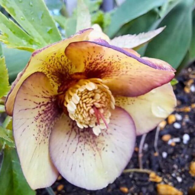 クリスマスローズ苗ゴールドネオンシェード3号