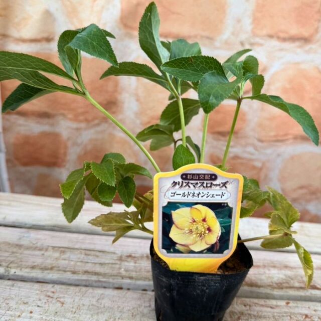 クリスマスローズ苗ゴールドネオンシェード3号