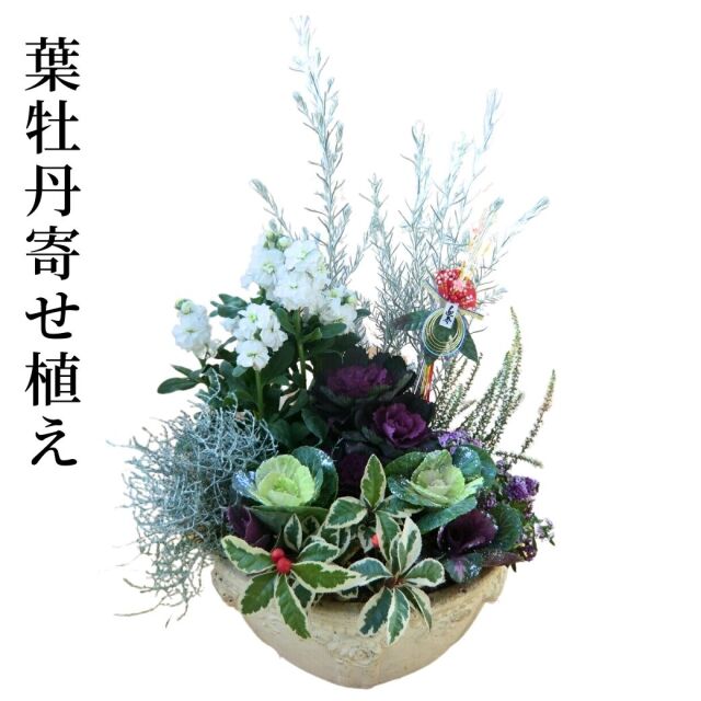 2024 迎春 葉牡丹寄せ植え テラコッタ