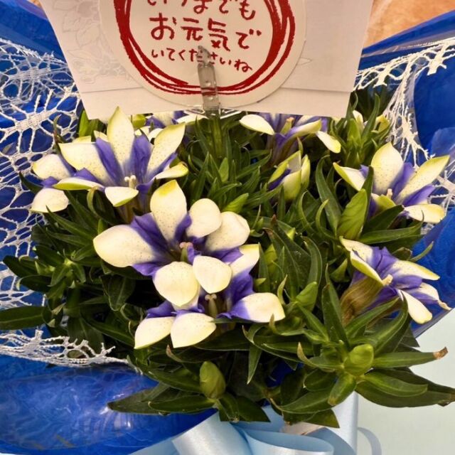 りんどう白寿