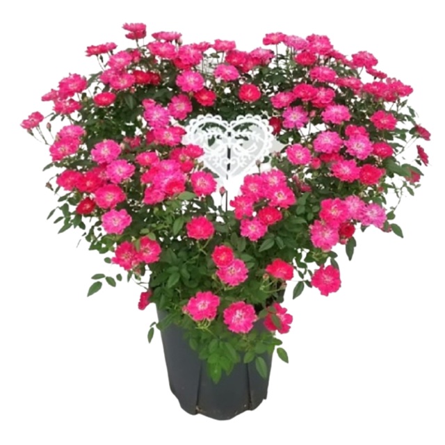 ハートリング つるバラ 鉢植え