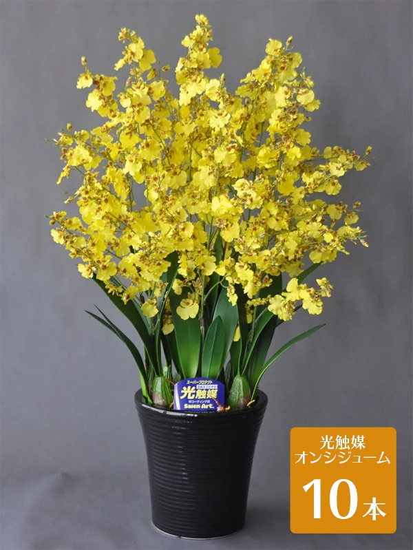 花鉢・生花アレンジメント・花束などを贈り物として、用途に応じ