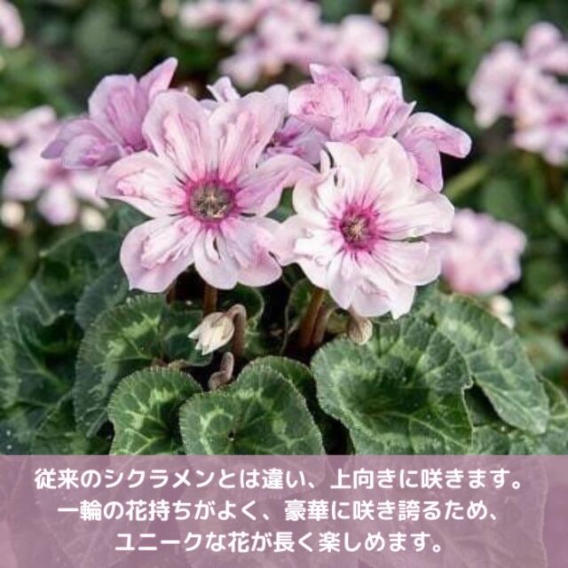 シクラメンイリュージアピンクラテ3号