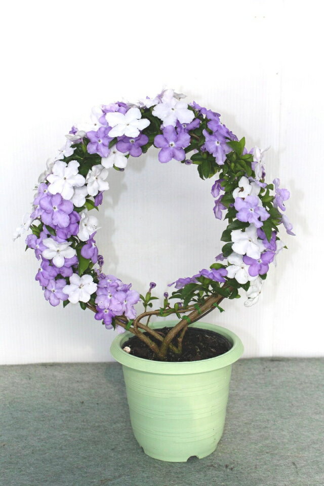 フラワーギフト全国発送 寄せ植えアレンジ ガーデニング用品の通販ショップ マスダグリーン