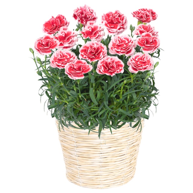 いちごホイップ