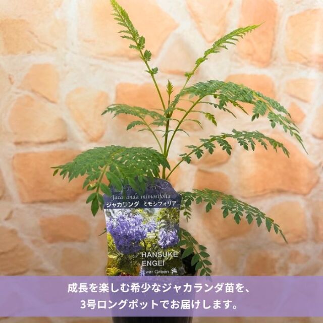 ジャカランダミモシフォリア3号ロングポット