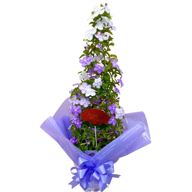 アメリカジャスミン 鉢植え タワー立て 5号