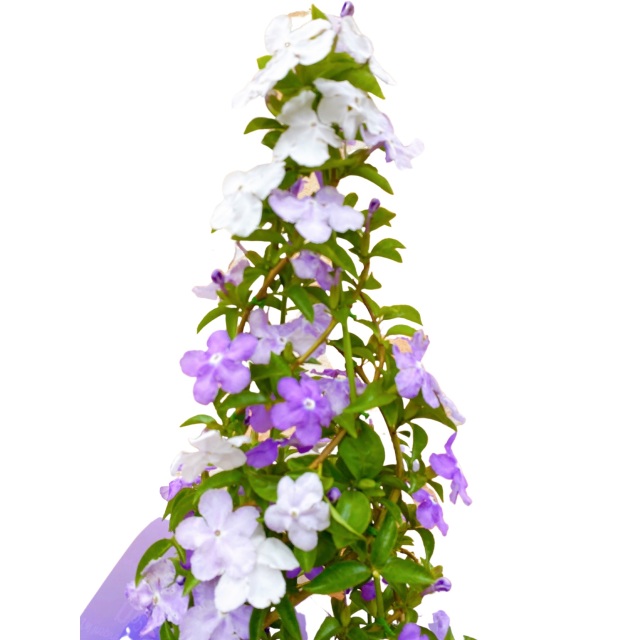 アメリカジャスミン 鉢植え タワー立て 5号