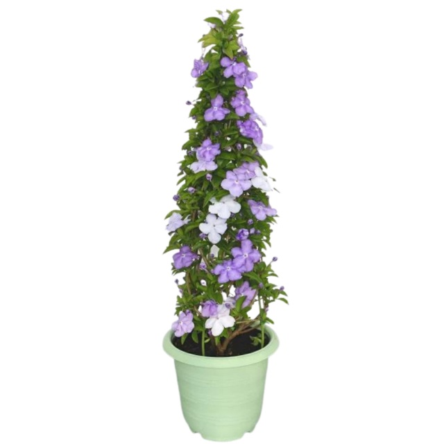 アメリカジャスミン 鉢植え タワー立て 5号