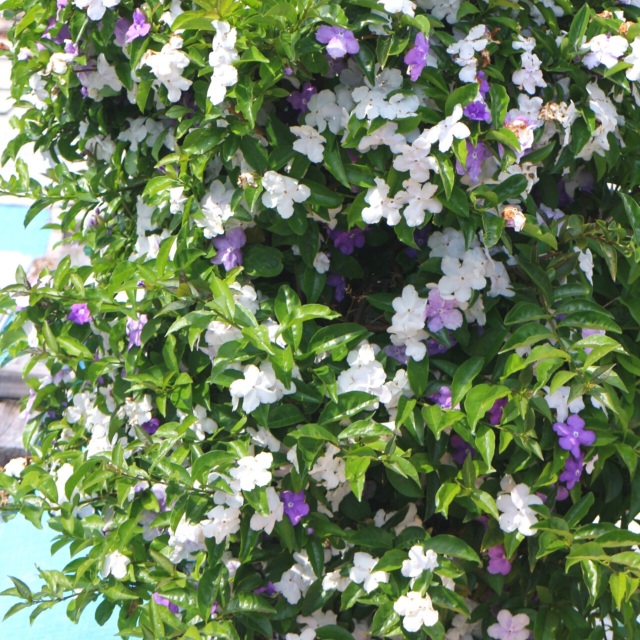 アメリカジャスミン 鉢植え タワー立て 5号