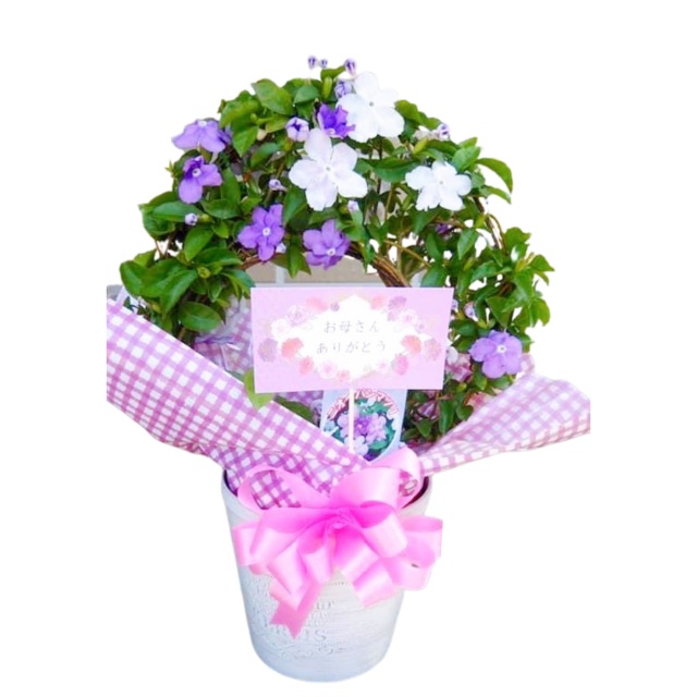 アメリカジャスミン 鉢植え リング仕立て