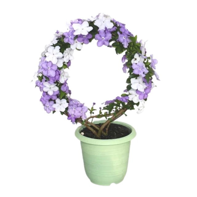 アメリカジャスミン 鉢植え リング仕立て