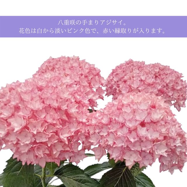 2026 母の日ギフト アジサイ 新品種 ジュエリーポップ 鉢植え 5号