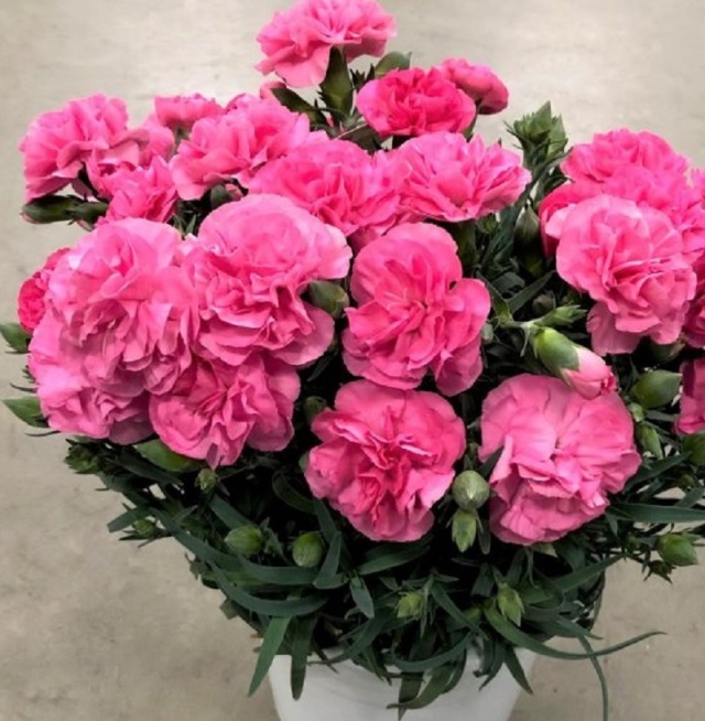 季節の花鉢