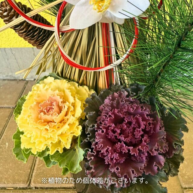 ミニ門松 寄せ植え6号 ロング鉢入