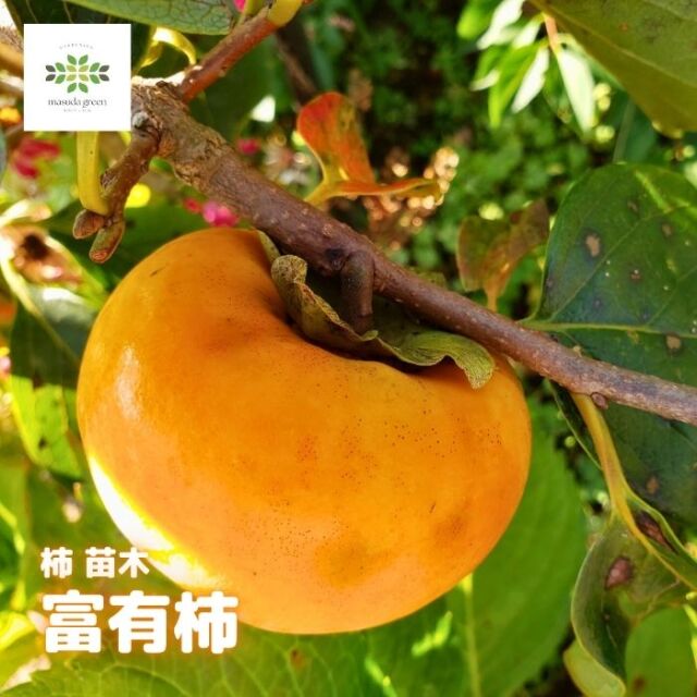 柿苗木富有柿