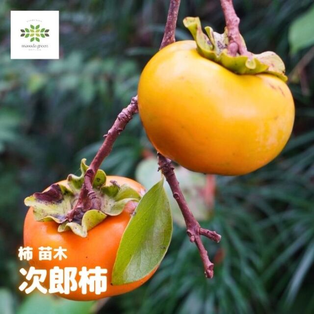 柿苗木次郎柿