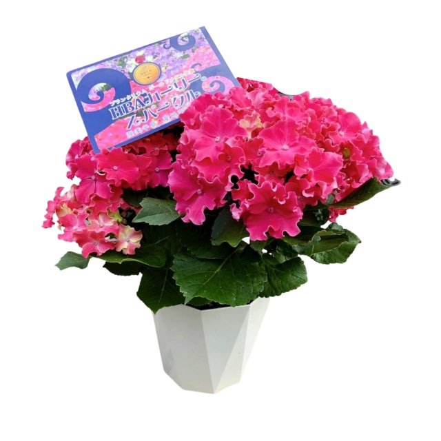 2026 母の日フラワーギフト アジサイ カーリースパークル ピンク