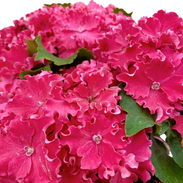 2026 母の日フラワーギフト アジサイ カーリースパークル ピンク