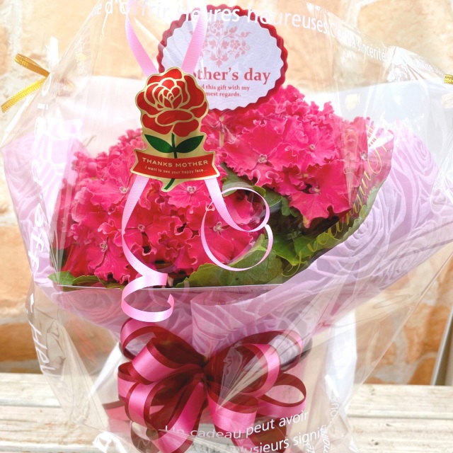 紫陽花　カーリースパークル　ピンク