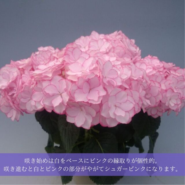 アジサイケイコピンク説明01