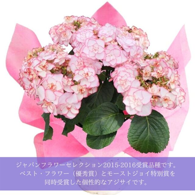 2026 母の日ギフト アジサイ ケイコ ピンク 鉢植え 5号