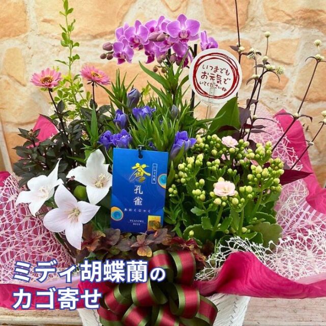 敬老ミディ胡蝶蘭カゴ寄せ