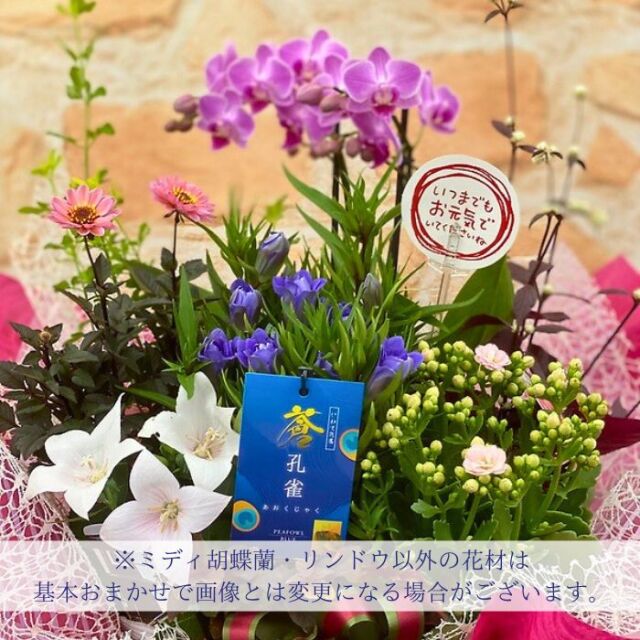 敬老ミディ胡蝶蘭カゴ寄せ説明02
