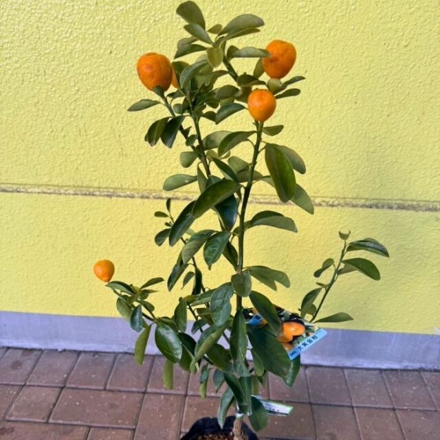実付き大実キンカン