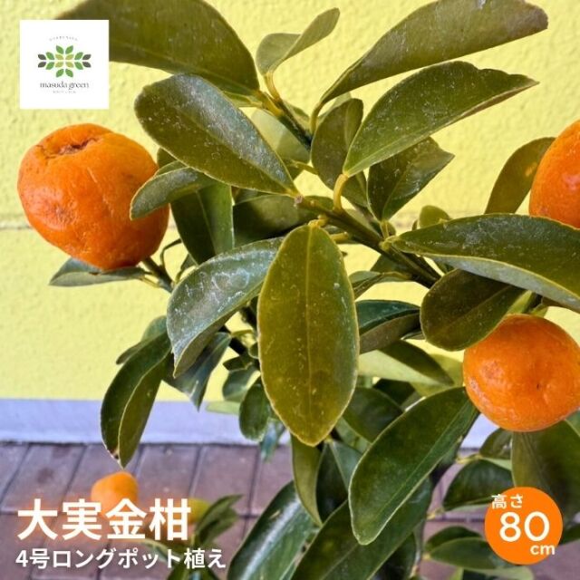 大実金柑