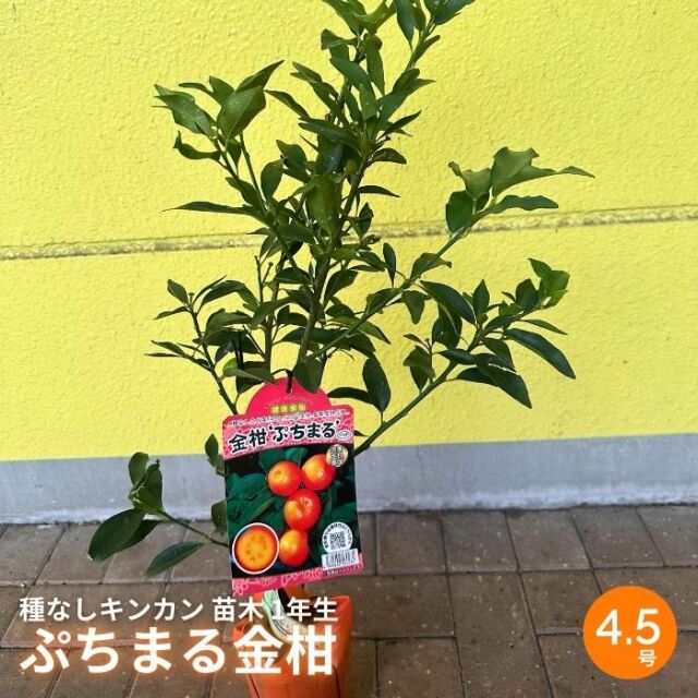 プチマルキンカン