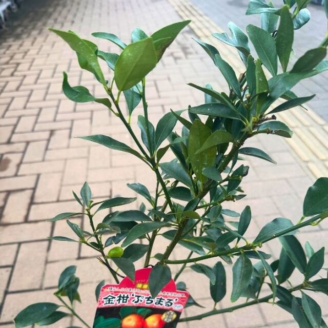 プチマルキンカン