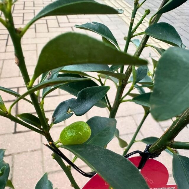 プチマルキンカン