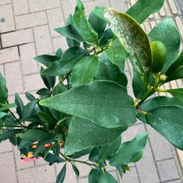 プチマルキンカン