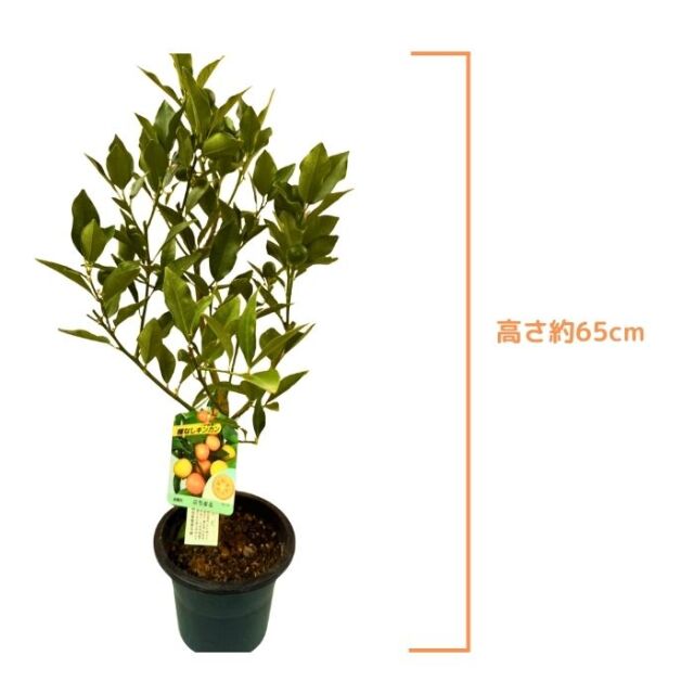 キンカン苗木 実付き ぷちまる金柑 種なし 5号 接木苗